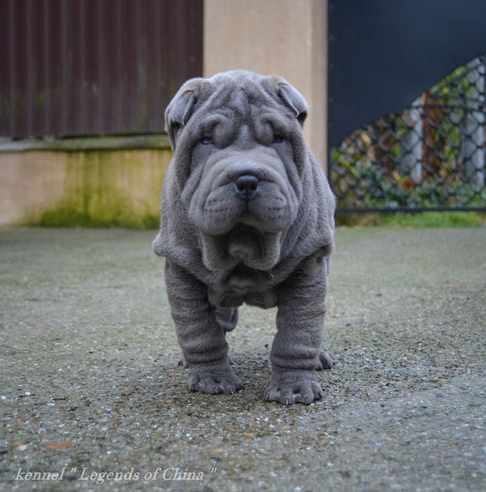 SHAR-PEI цуценята