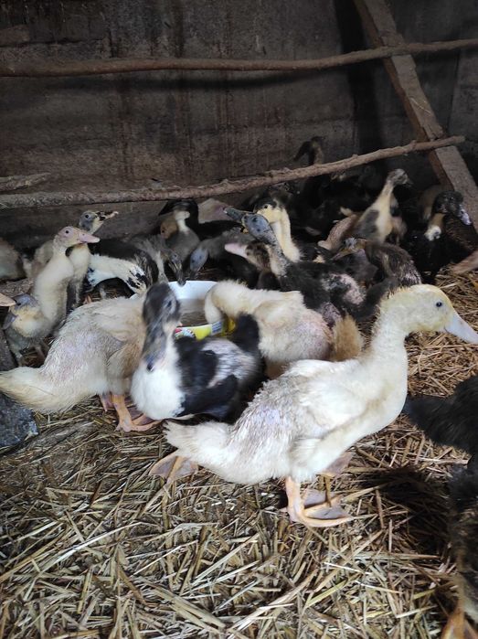 Sprzedam kaczki Brojler 5 tyg