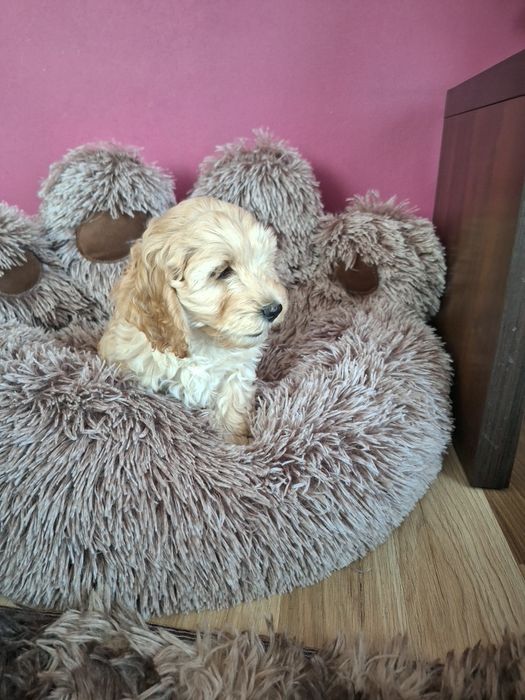 Szczeniak cockapoo