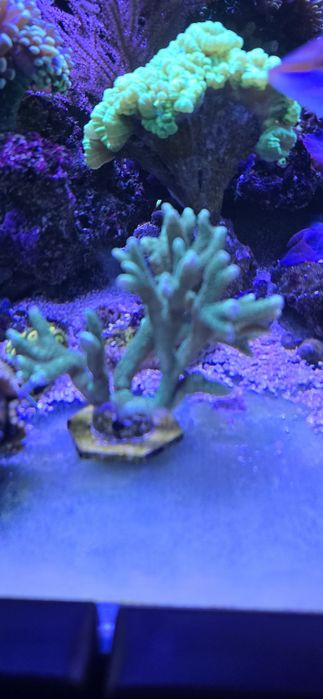 Sprzedam korala montipora digitata zielona