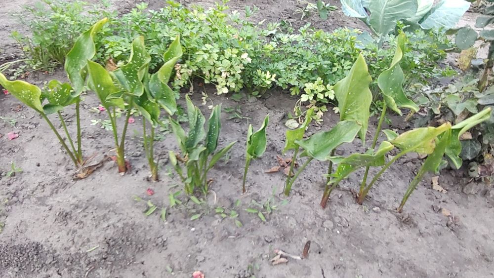 Продам калли, гладіолус