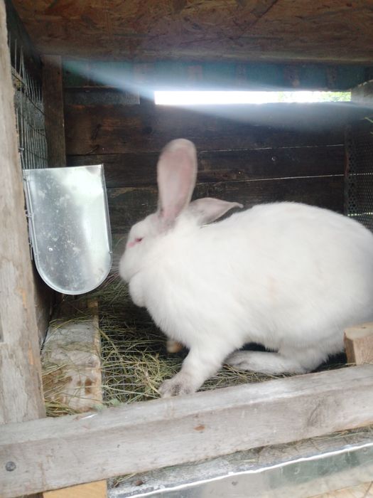 Яйця курячі.  М''ясо (курка, качка, кролик)