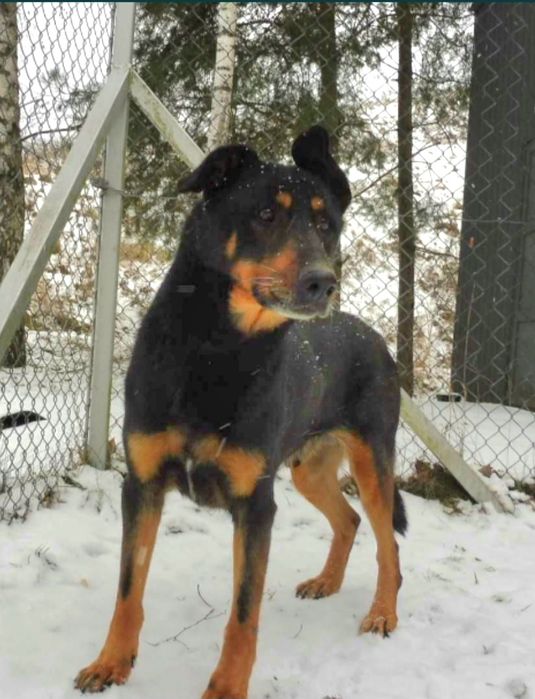 Pokochaj zwykłego kundelka.