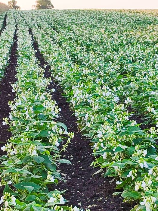 Fasola Jaś karłowy  blanka