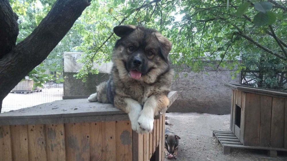 Пушистый мальчик в добрые руки