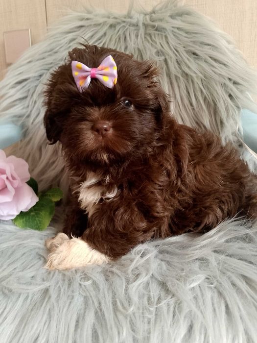JUŻ DO ODBIORU czekoladowa suczka rasy Shih-Tzu