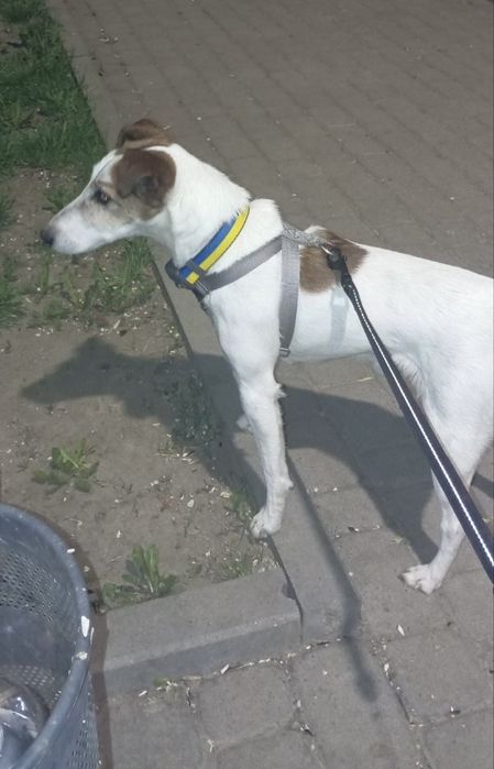 Фокстерєр Рокі шукає надійну родину