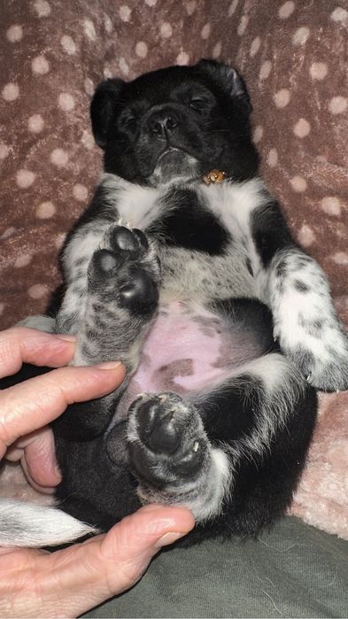 Цуценя дівчинка 2 місяці