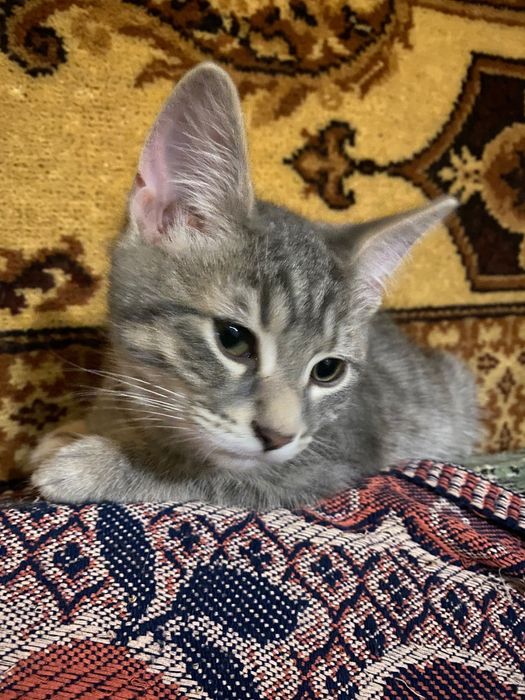 Кошенятка шукають будиночок де їх любитимуть…