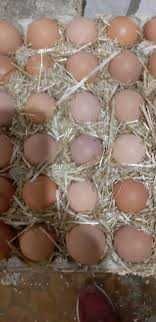 домінант D 102 інкубаційне яйце