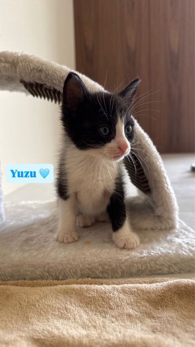 Adoção responsável Yuzu
