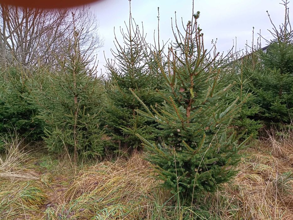 Choinki, świerki Ostróda