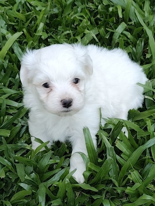 Fêmea Bichon Maltês