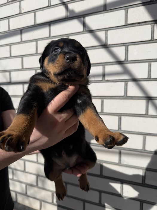 Крупний щенок ротвейлера