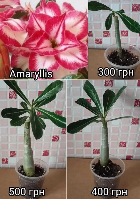 Адениум привитый белый махровый