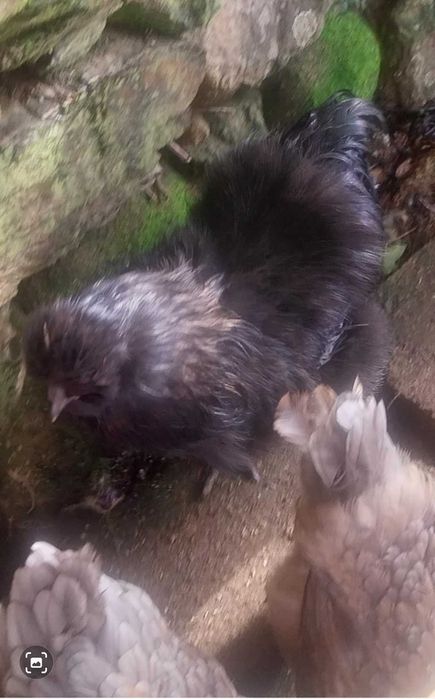 Galo sedoso do Japão