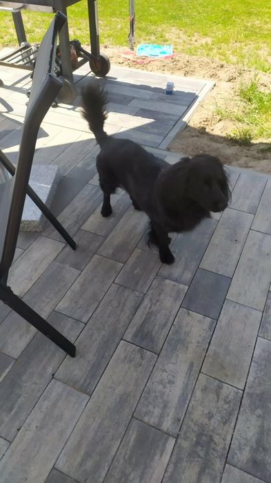 Dorosły Pies typu Cocker Spaniel lat 4