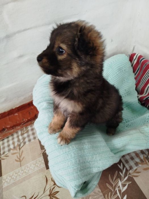 Цуценятка в добрі рученята