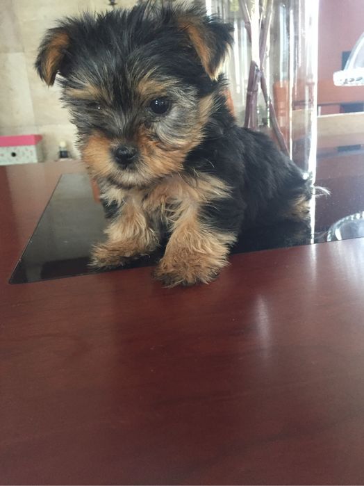 Yorkshire terrier menino