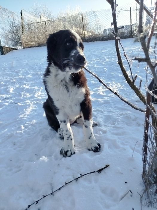 Цуценята САВ, дата народження 20.10.25