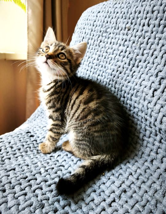 Бенгальська дівчинка кошеня