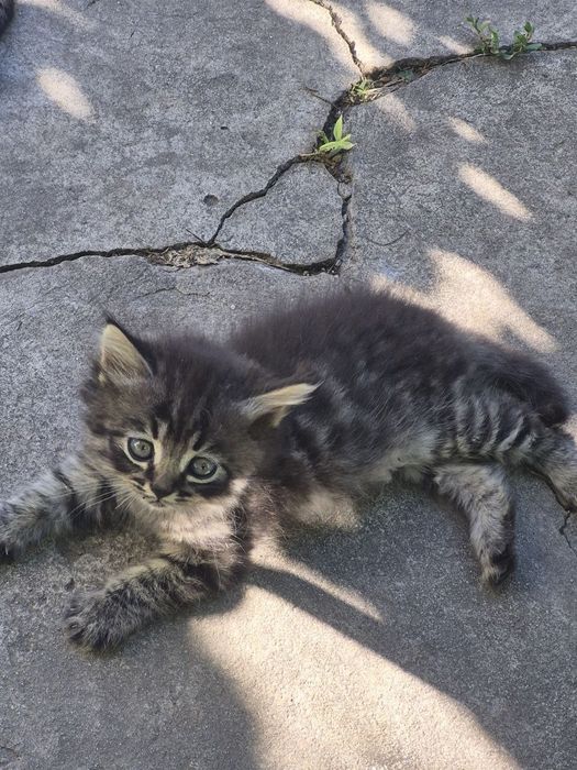 Отдам котят в хорошие и добрые руки Романково