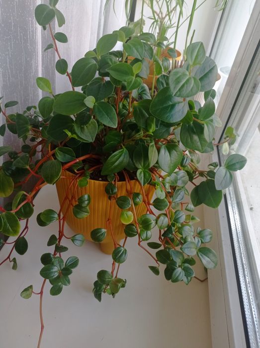 Пеперомія, кімнатна рослина