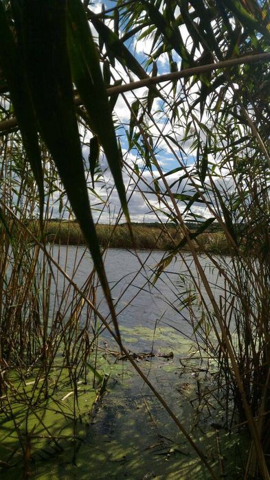 Продам участок 2га на берегу реки Мжа, в с.Тимченки