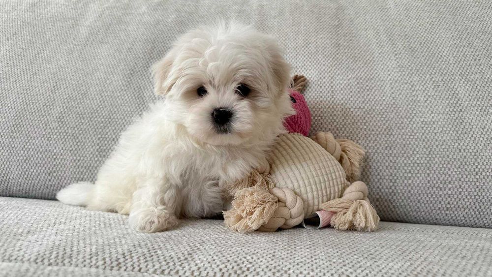 Chłopczyk Maltańczyk z Rodowodem Mini Piesek