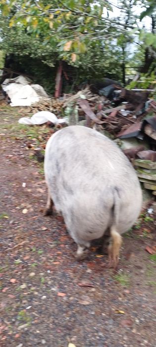 Vendo porco bizaro