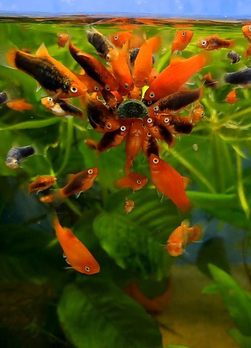 Platys vermelhos sortidos