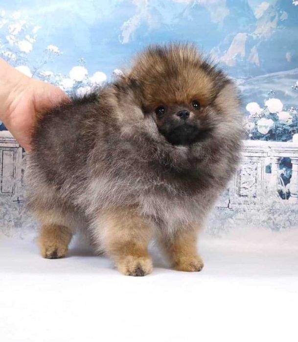 Spitz Alemão Anão/ou Lulu da Pomerânia FEMEA  LARANJA  com   LOP e AFIXO