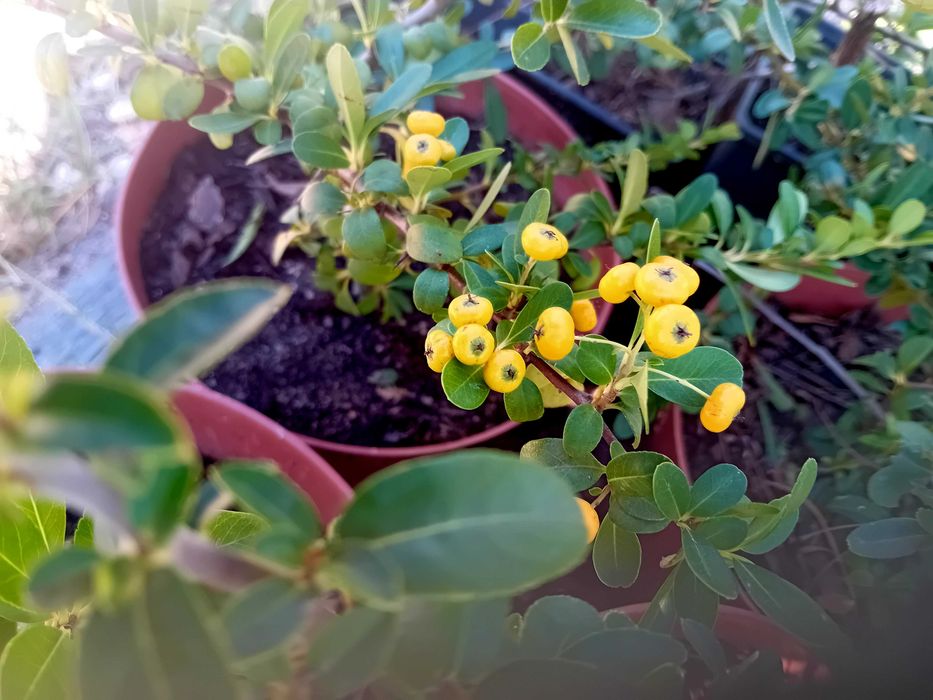 Pyracantha Coccinea arbusto para sebes