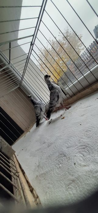 Para szeków pergole 25