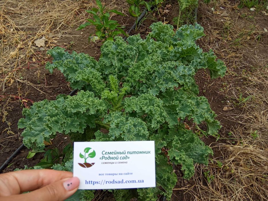 Капуста кейл насіння (2 сорти зелена та фіолетова) кудрява кале семена