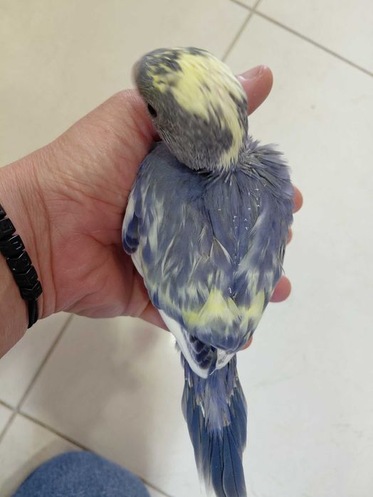 Ring necks Violetas, turquesa, cinza violeta, malhados, 2025