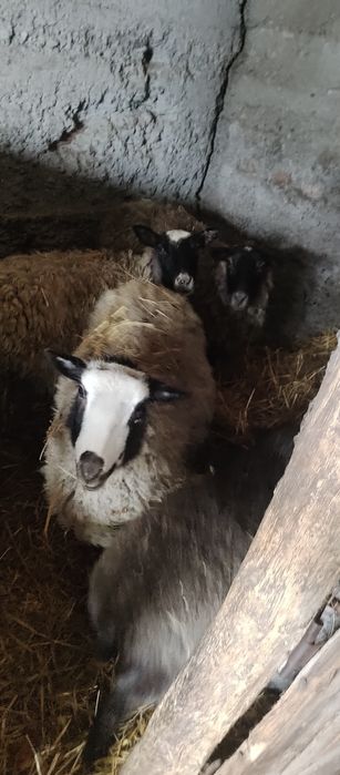 Продам вівці романівські ціле стадо