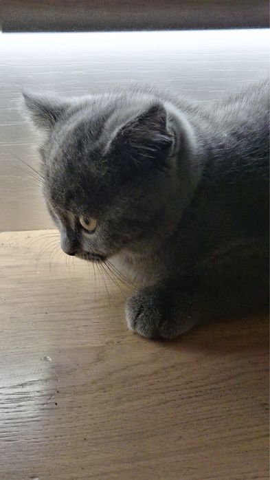 Коти Висловухі Шотландці