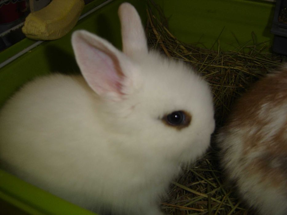 КРОЛИКИ - МИНИ. Домашние. Ручные. Красивые. Разные. Есть - КЛЕТКИ.