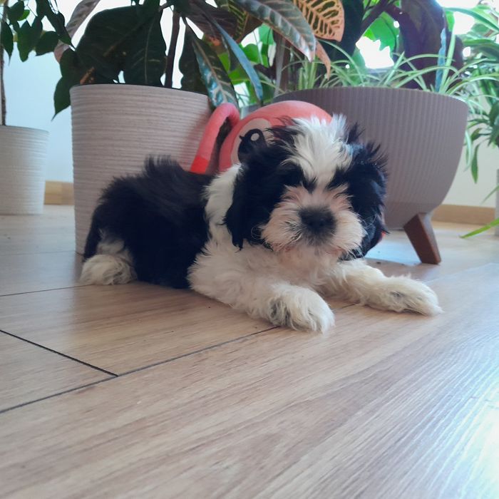 Shih tzu piękny czarno biały piesek