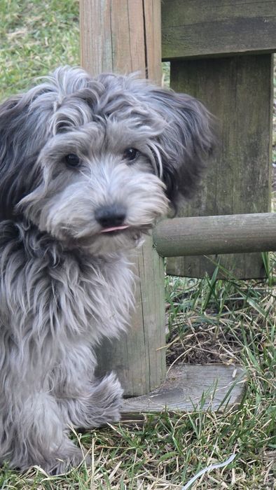 Oddam w dobre ręce dwóch chłopców  Maltipoo