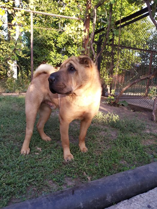 Вязка.  Шарпей-красавчик