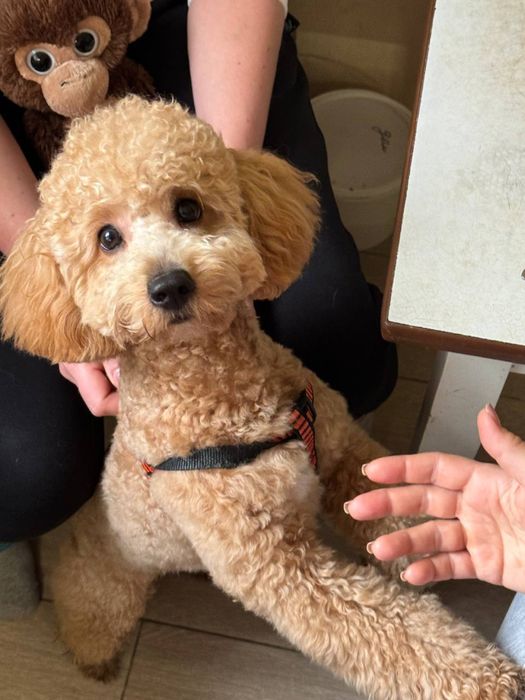 Вязка собак той пудель