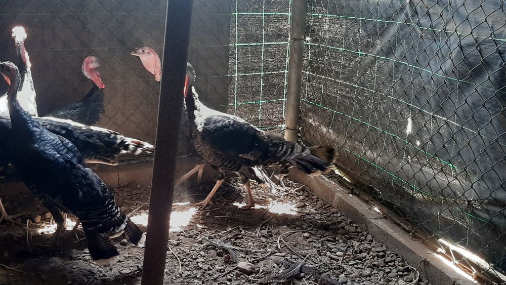 Perus para venda 6 meses idade