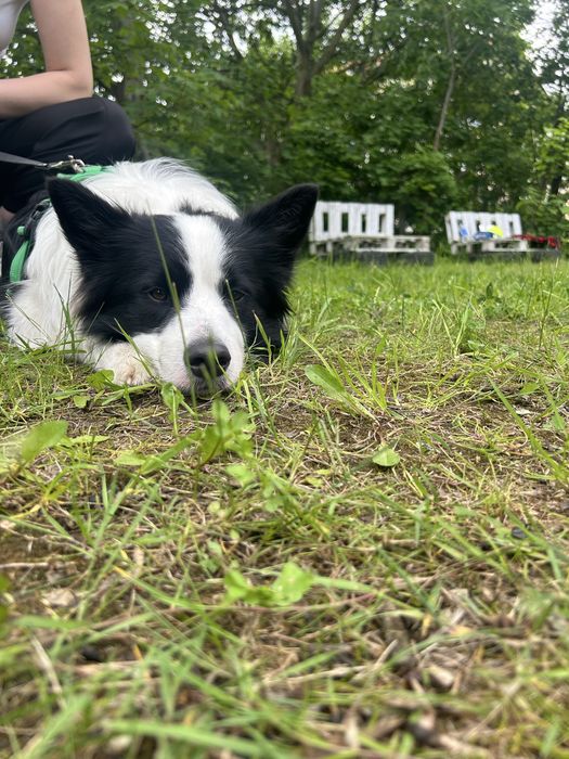 Trener psów – pierwsze spotkanie GRATIS