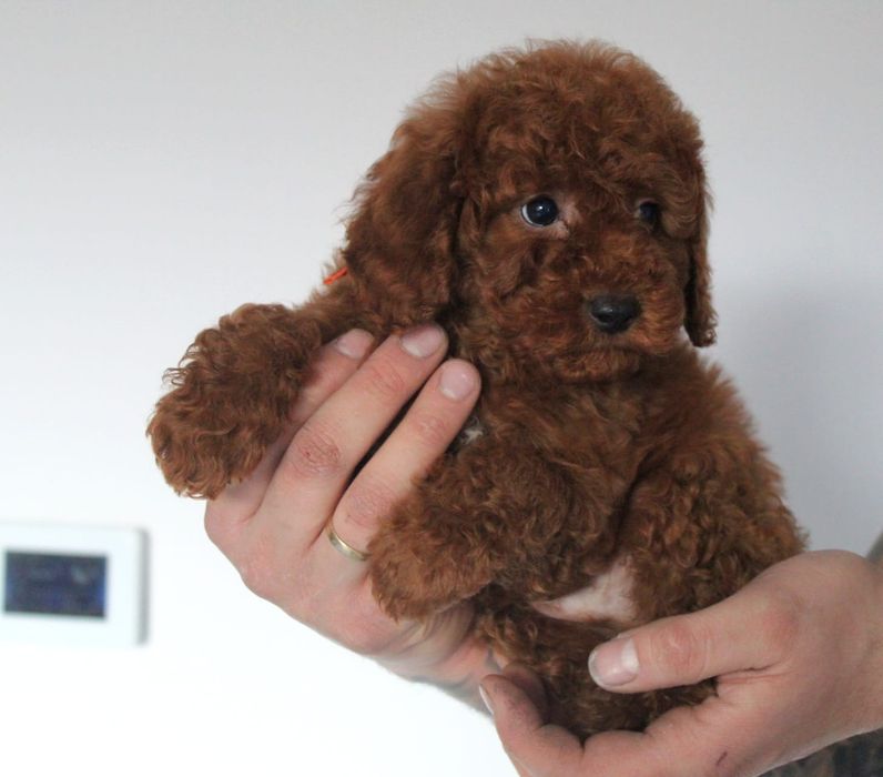 *Charlie* uroczy piesek pudel toy/mini