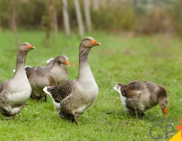 Patos galinhas perus garnizas  fracas