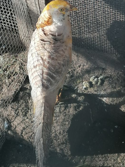 Faisão jiji macho de 2025