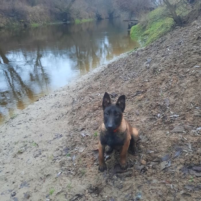 Бельгійська вівчарка