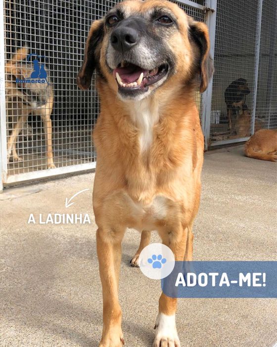 Ladinha - cadela porte medio